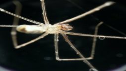 New study revealed: Spiders are fearful of themselves