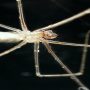 New study revealed: Spiders are fearful of themselves