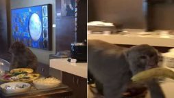 Wild monkey enters into Airport’s VIP lounge In India