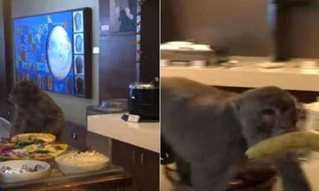 Wild monkey enters into Airport’s VIP lounge In India