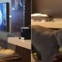 Wild monkey enters into Airport’s VIP lounge In India