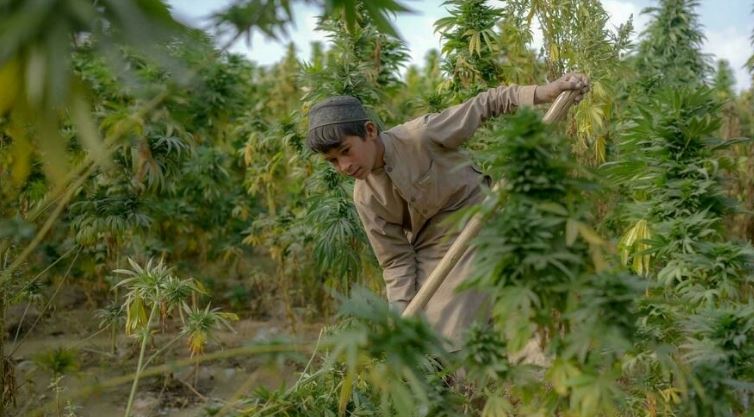 Bumper cannabis crop for Afghan farmers