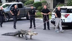 North Carolina: Alligator caught attempting to enter the communal pool