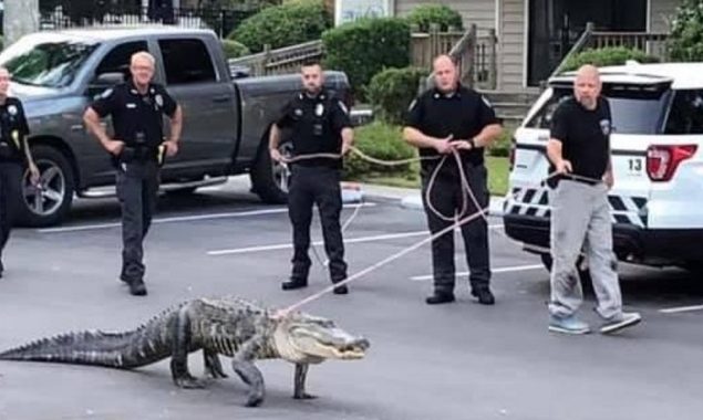 North Carolina: Alligator caught attempting to enter the communal pool