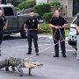 North Carolina: Alligator caught attempting to enter the communal pool