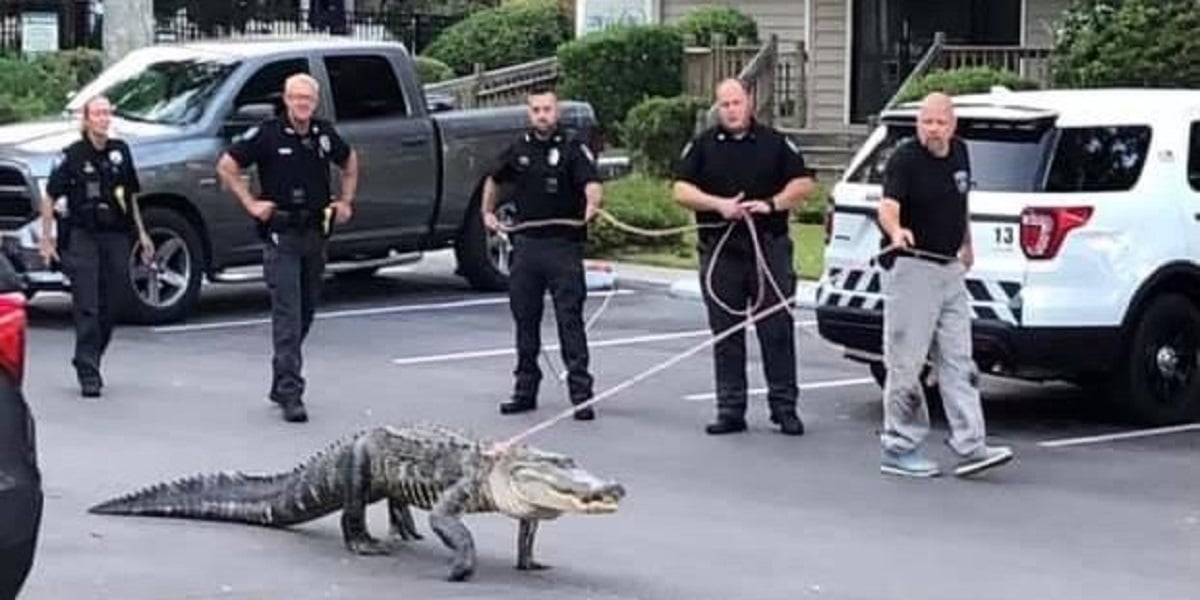 North Carolina: Alligator caught attempting to enter the communal pool