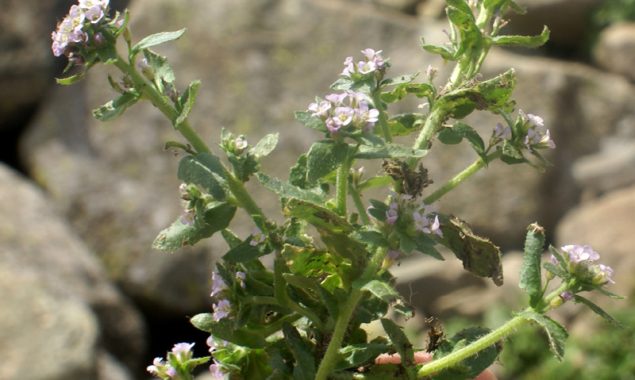 Chinese scientists set seed collection record