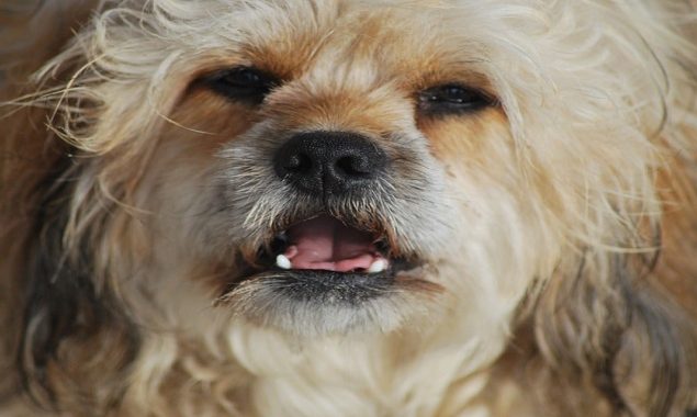 Cases of stoned dogs growing in United States