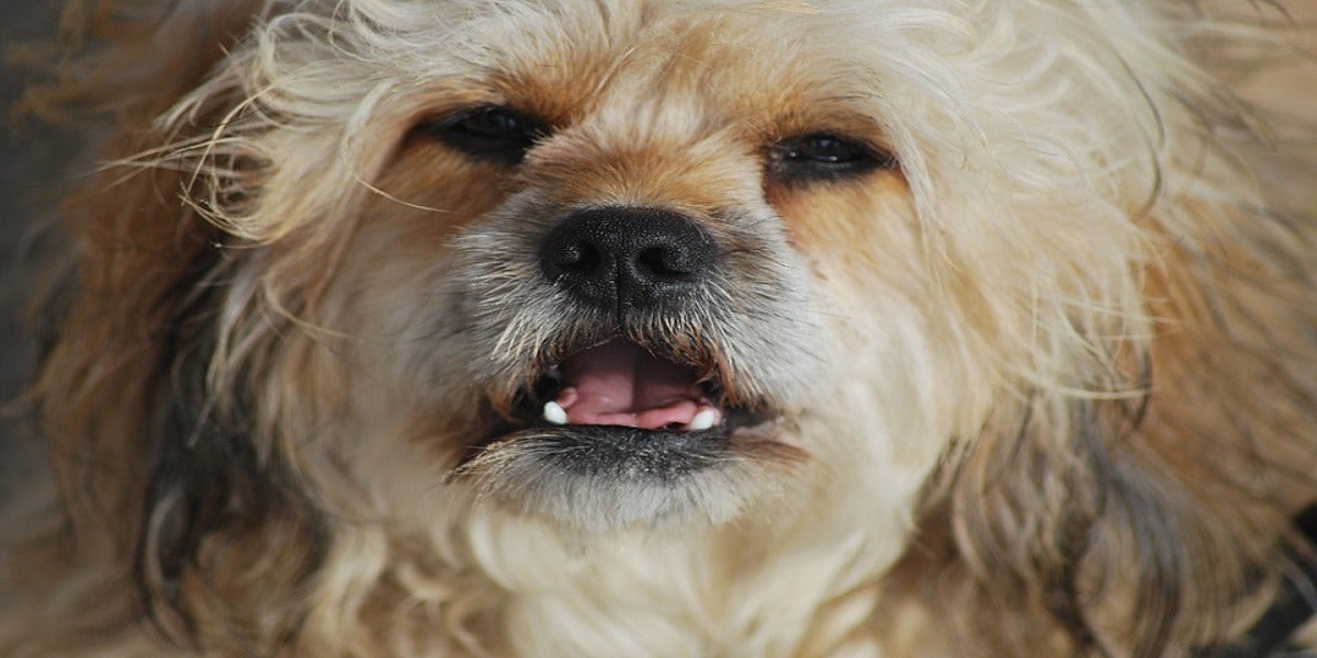 Cases of stoned dogs are on the rise in United States