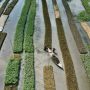 Floating farms, salt-resistant rice: Bangladeshis adapt to survive