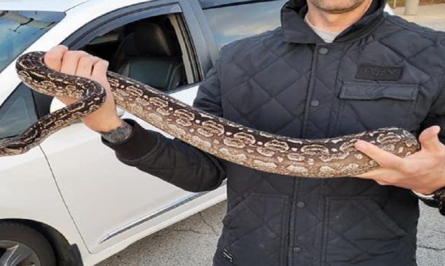 Boa constrictor was discovered in the bushes behind a Chicago-area home