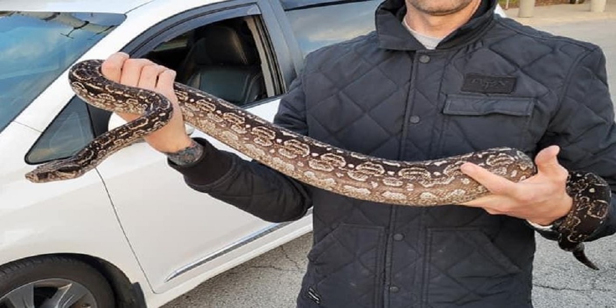 Boa constrictor was discovered in the bushes behind a Chicago-area home