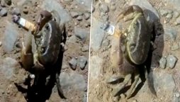 Crab smoking cigarette; video goes viral on social media