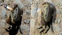 Crab Smokes Cigarette video goes viral on social media