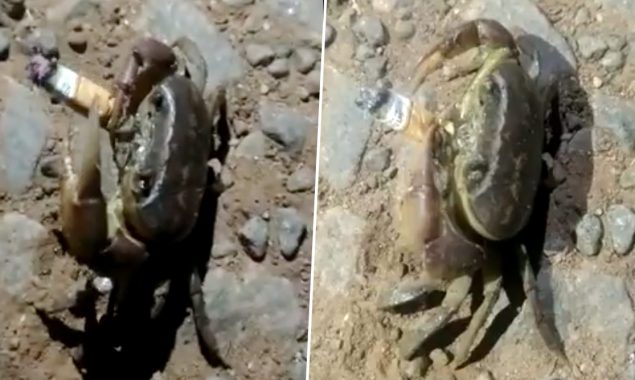 Crab smoking cigarette; video goes viral on social media