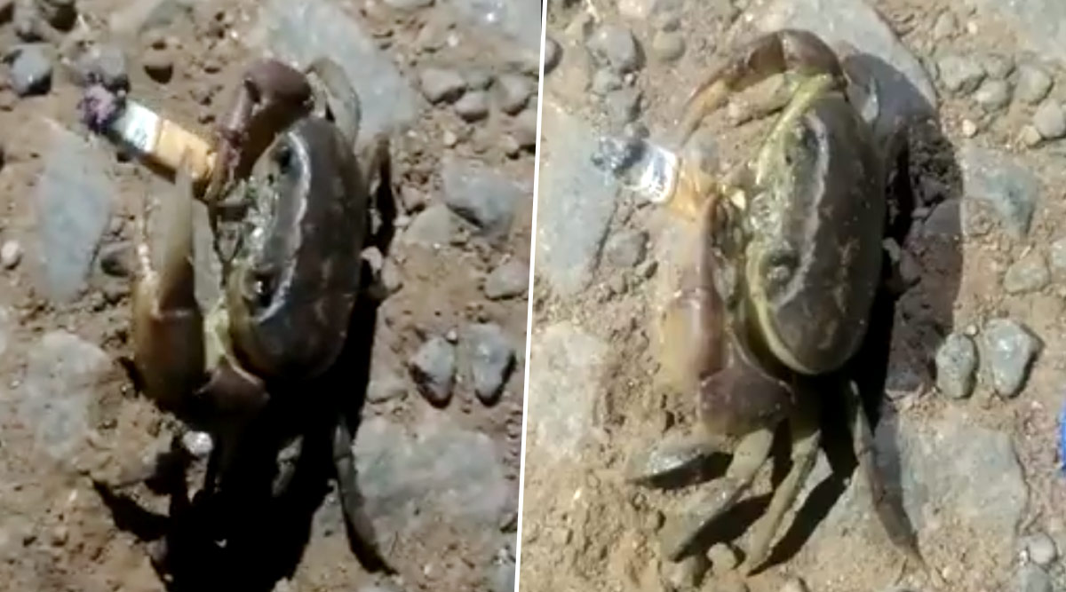 Crab Smokes Cigarette video goes viral on social media