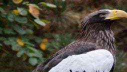 Tropical Eagle came back to Pittsburgh aviary after 8 days on the loose
