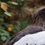 Tropical Eagle came back to Pittsburgh aviary after 8 days on the loose