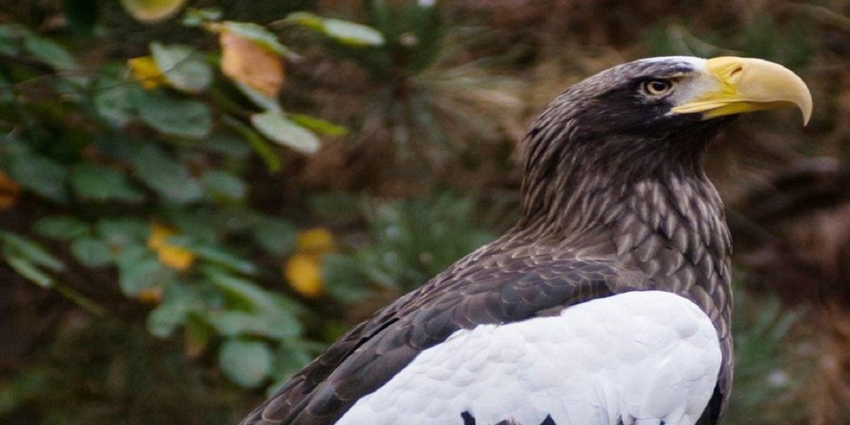 Tropical Eagle came back to Pittsburgh aviary after 8 days on the loose