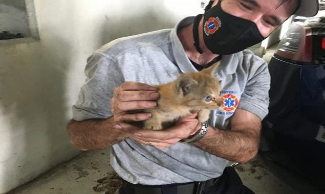 Firefighters in Florida rescue a cat stuck inside a Tesla