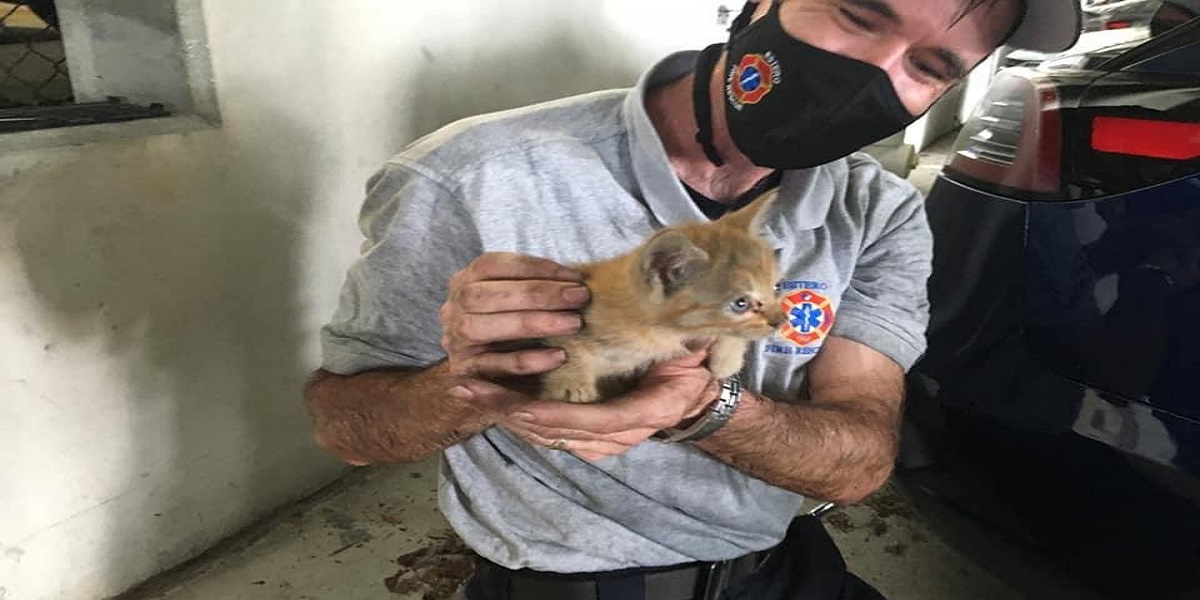 Firefighters in Florida rescued a cat stuck inside a Tesla