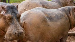 Colombia sterilizes 24 hippos on former estate of drug lord Escobar