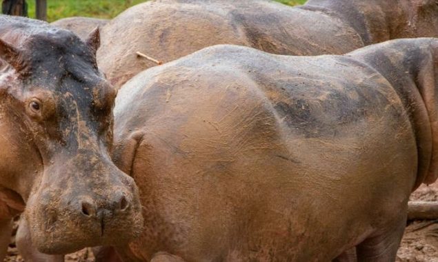 Colombia sterilizes 24 hippos on former estate of drug lord Escobar