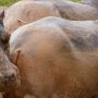 Colombia sterilizes 24 hippos on former estate of drug lord Escobar