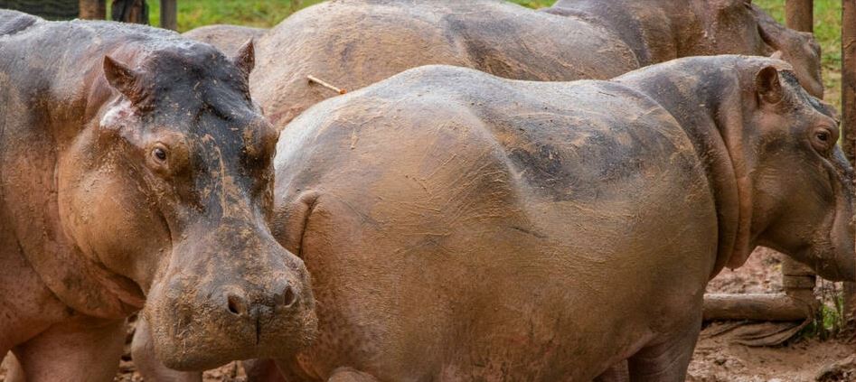 Colombia sterilizes 24 hippos on former estate of drug lord Escobar