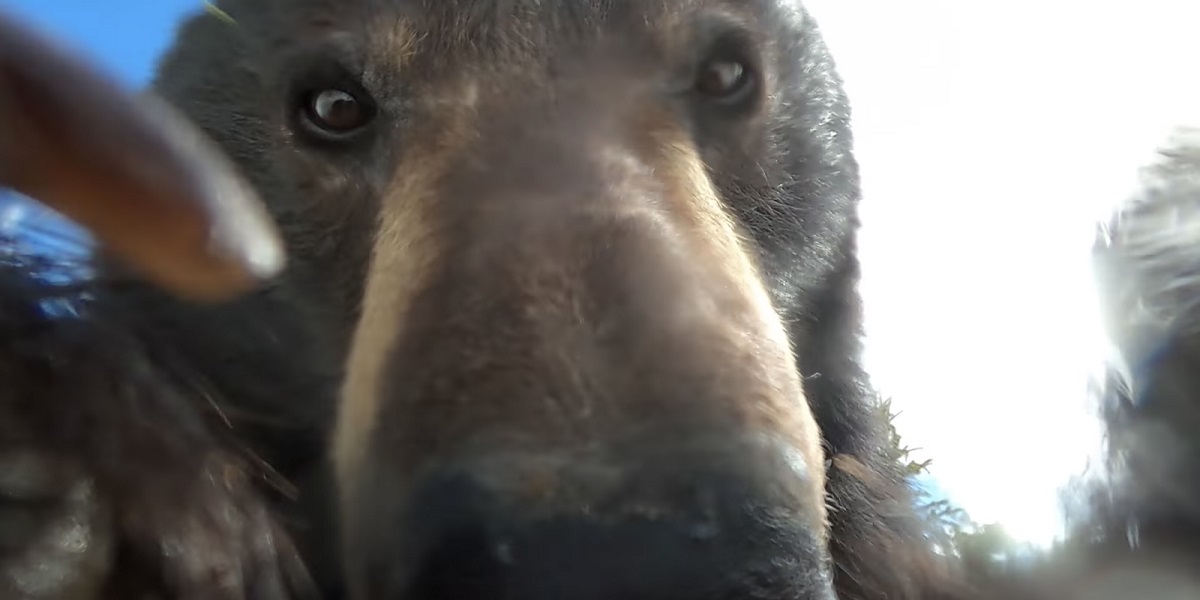 Bear finds a GoPro camera in the snow and became curious about it