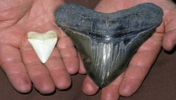 Florida boat captain discovers a 6-inch megalodon tooth