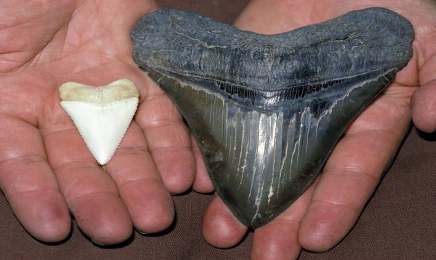 Florida boat captain discovers a 6-inch megalodon tooth