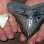 Florida boat captain discovers a 6-inch megalodon tooth
