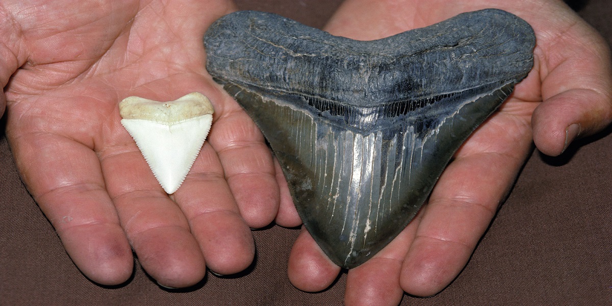 Florida boat captain discovers a 6-inch megalodon tooth