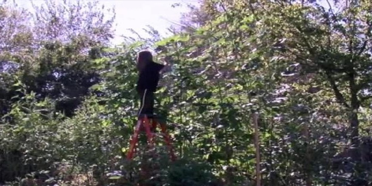 Watch: Woman in Oklahoma grows 13-foot, 6-inch okra plant