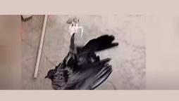 Watch: Cops use a drone and a knife to free a pigeon entangled in a high-voltage cable