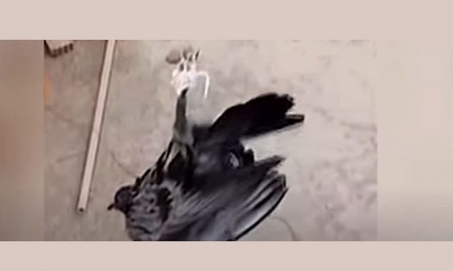 Watch: Cops use a drone and a knife to free a pigeon entangled in a high-voltage cable