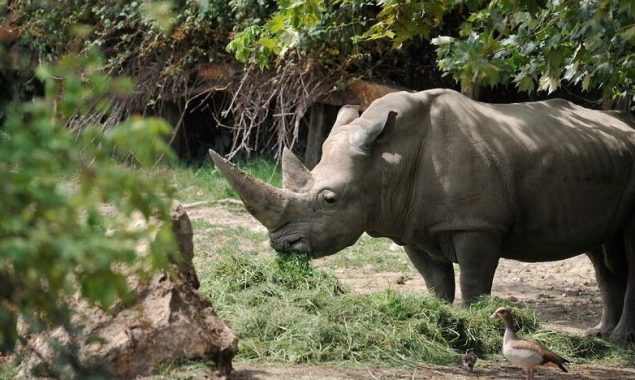 You'll smile at how happy the hippo was to meet the keeper