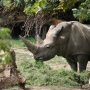 World’s oldest white rhino dies in Italian zoo aged 54