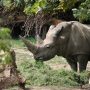 You’ll smile at how happy the hippo was to meet the keeper