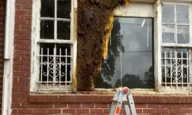 Thousands of bees evacuated from an empty house in Atlanta