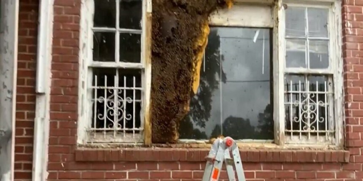 Thousands of bees evacuated from an empty house in Atlanta