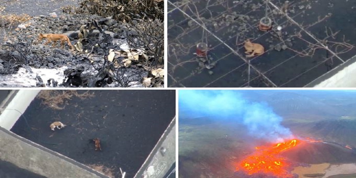 Dogs stranded by a Spanish volcano will be airlifted by a drone company