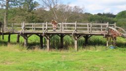 Ashdown Forest's original Winnie-the-Pooh bridge is up for auction