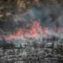 Syria says 24 executed over starting wildfires