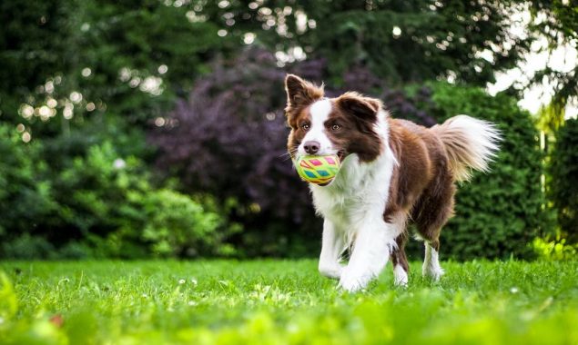 Dogs can memorize the names of toys for months