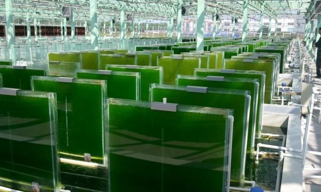 Saudi Arabia launches project to promote algae industry