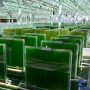 Saudi Arabia launches project to promote algae industry