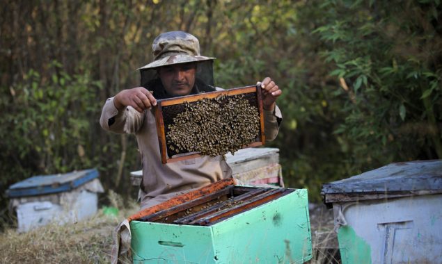 Occupied Kashmir beekeepers head southward for warmth, honey and cash