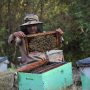 Occupied Kashmir beekeepers head southward for warmth, honey and cash